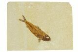 Bargain Fossil Fish (Knightia) - Wyoming #295699-1